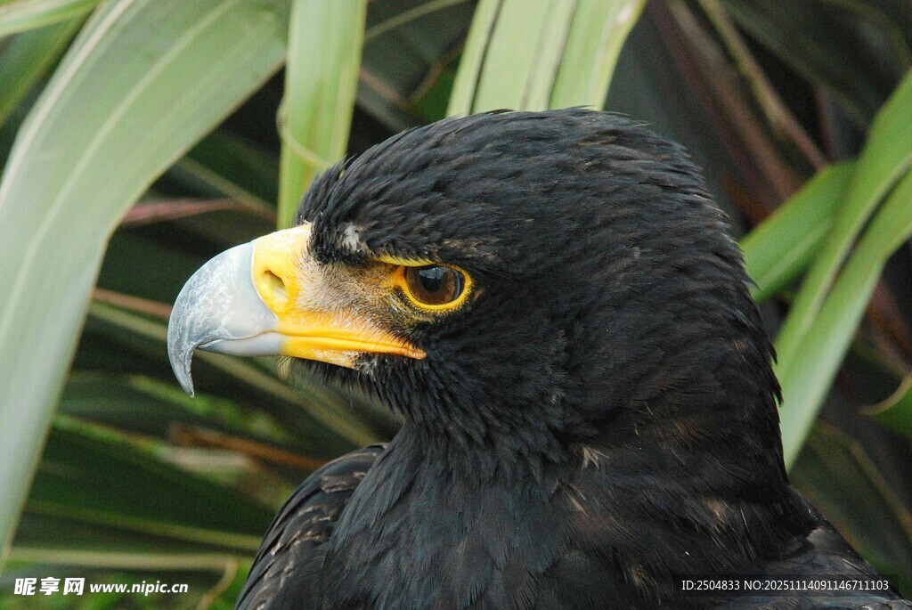 黑羽黄喙猛禽特写