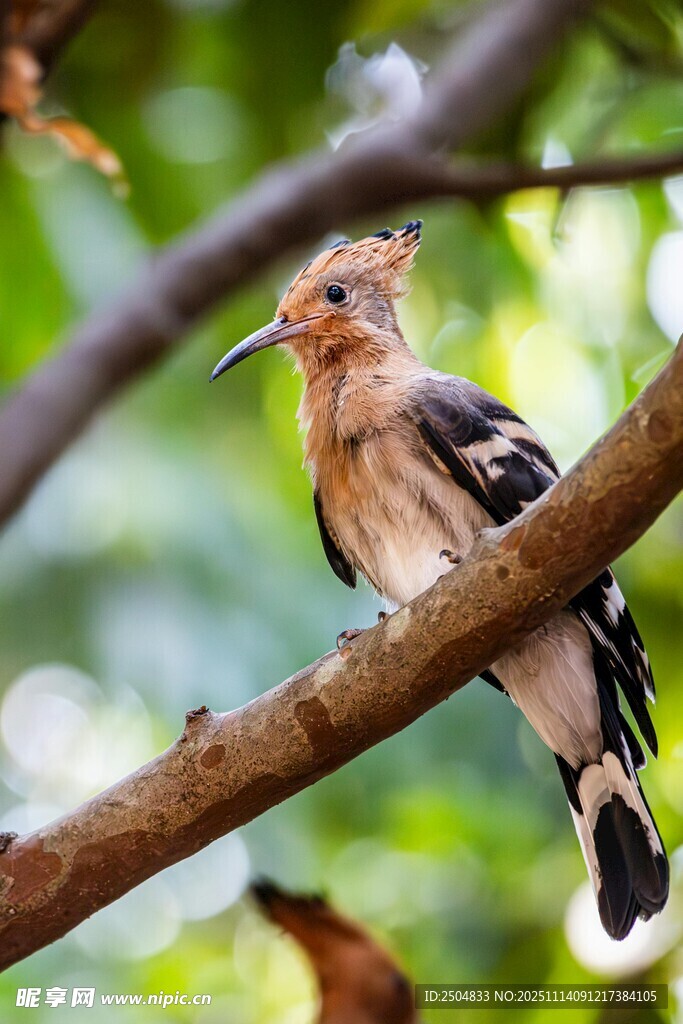 枝头戴胜鸟特写