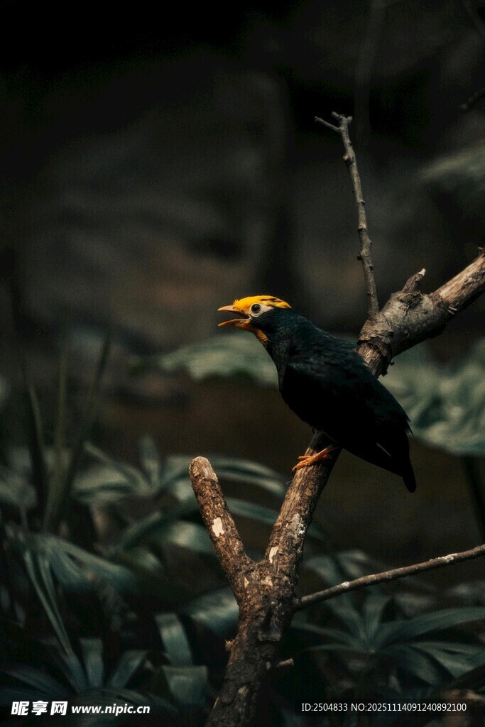枝头黄羽黑鸟