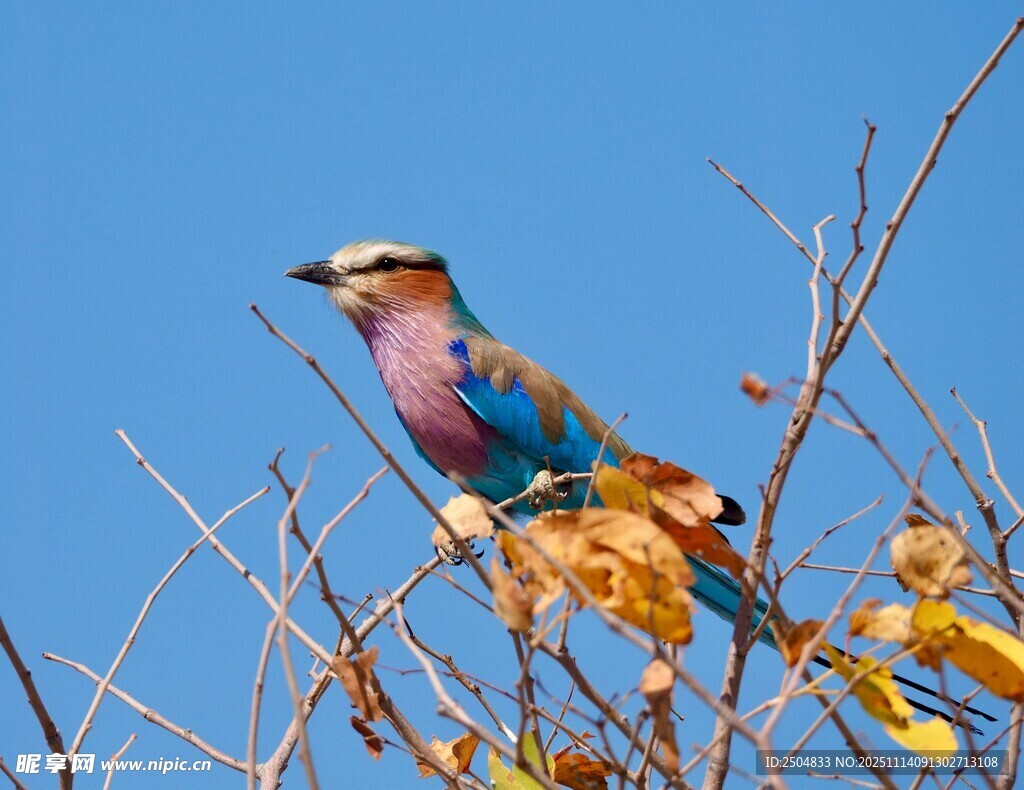 彩羽鸟儿栖于枯枝之上