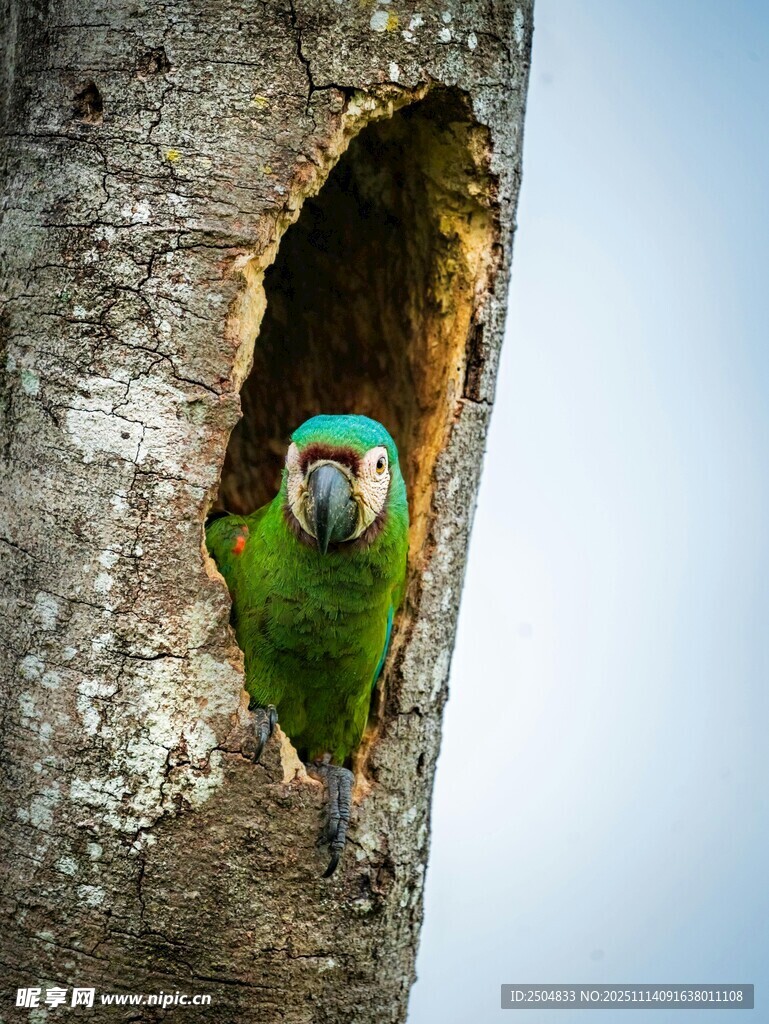树洞中探出头的多彩鹦鹉