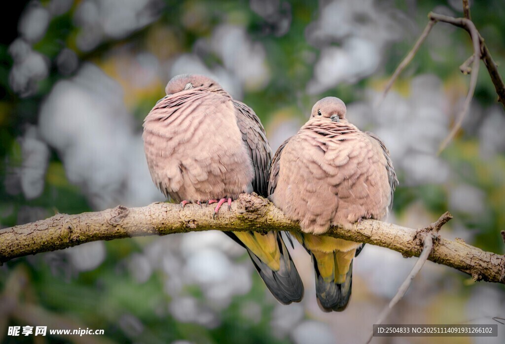 双鸽栖枝