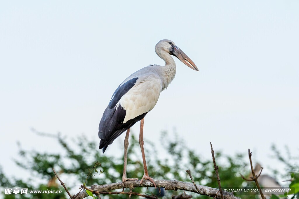 枝头站立的白鹳