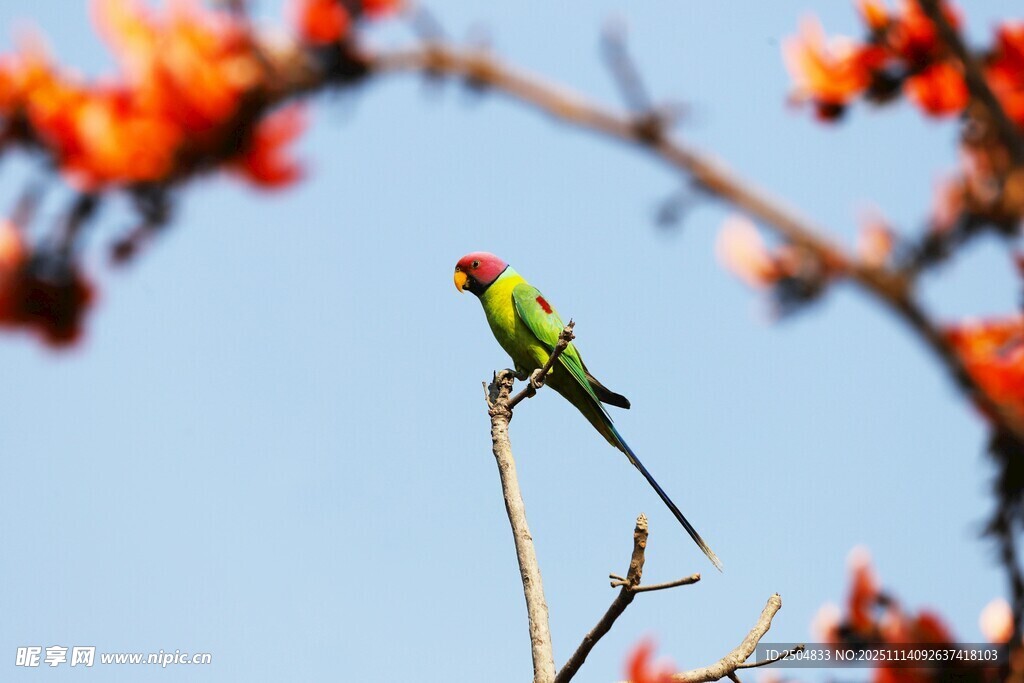 枝头绿鹦鹉