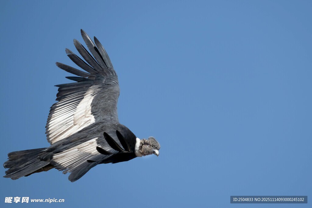 翱翔蓝天的飞鸟