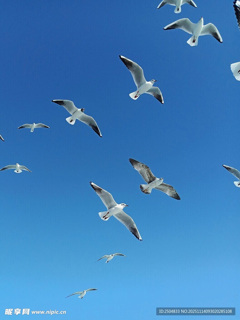 蓝天中飞翔的成群海鸥