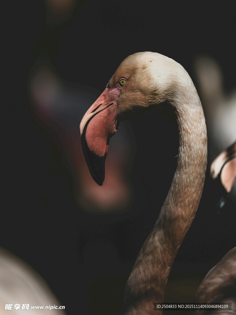 优雅火烈鸟特写