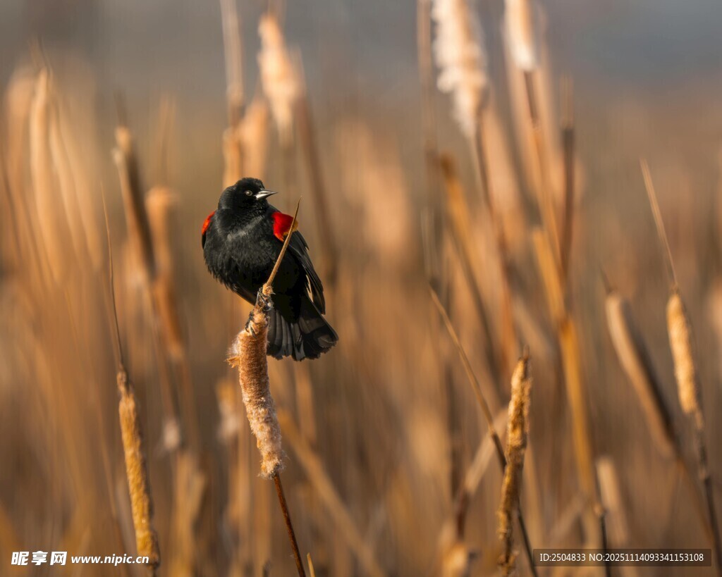 芦苇丛中栖息的小鸟