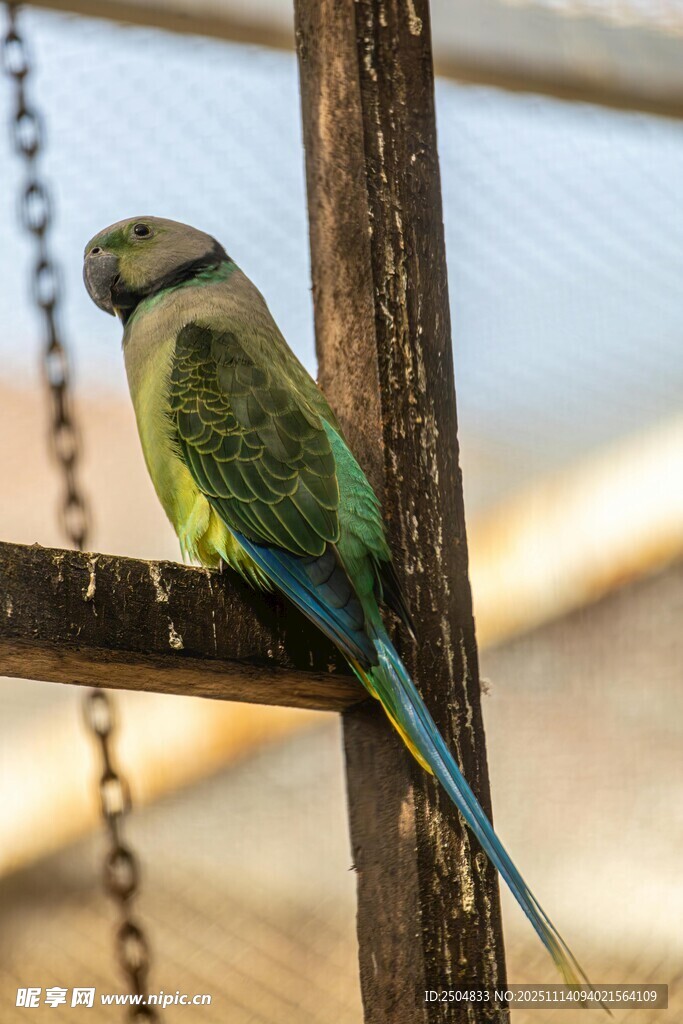 栖息于木杆的美丽鹦鹉