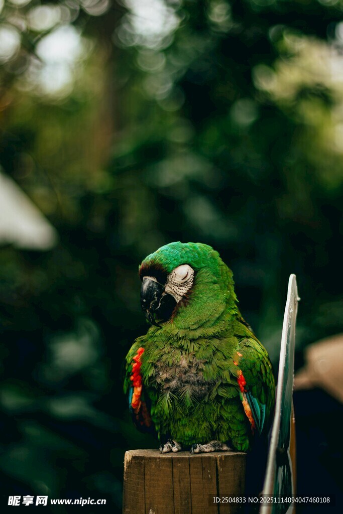 绿鹦鹉立于木桩