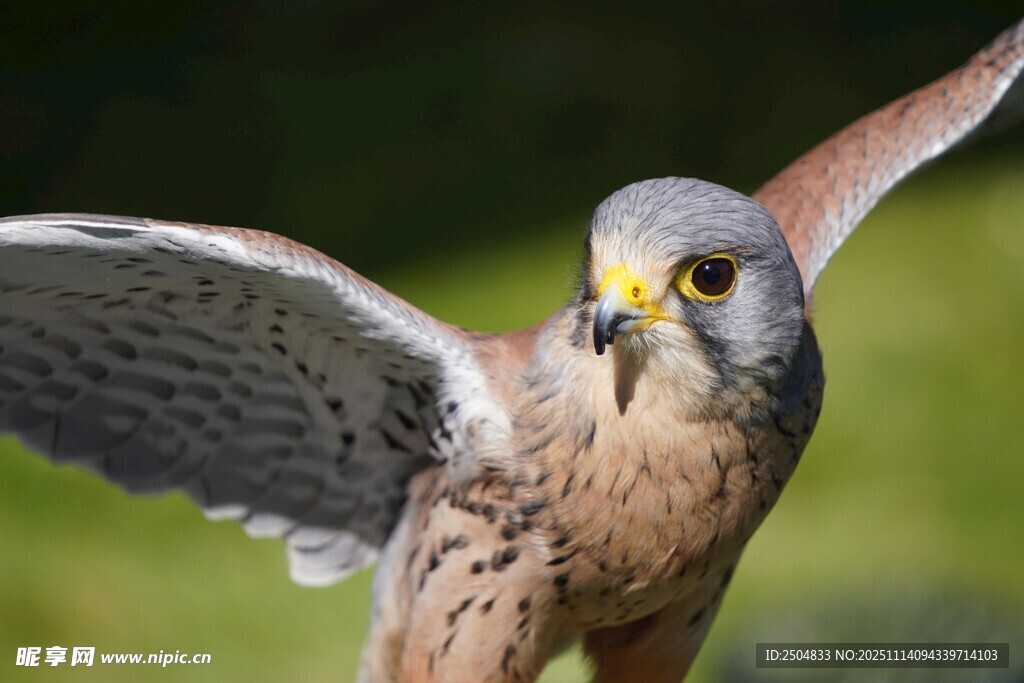 展翅飞翔的美丽猎隼
