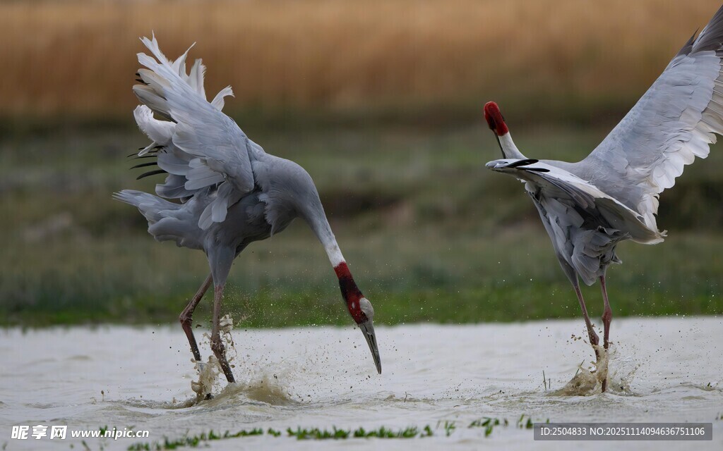 灰鹤亲昵互动瞬间