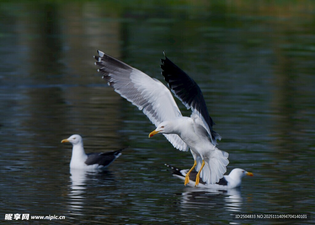 水面上海鸥争抢食物瞬间