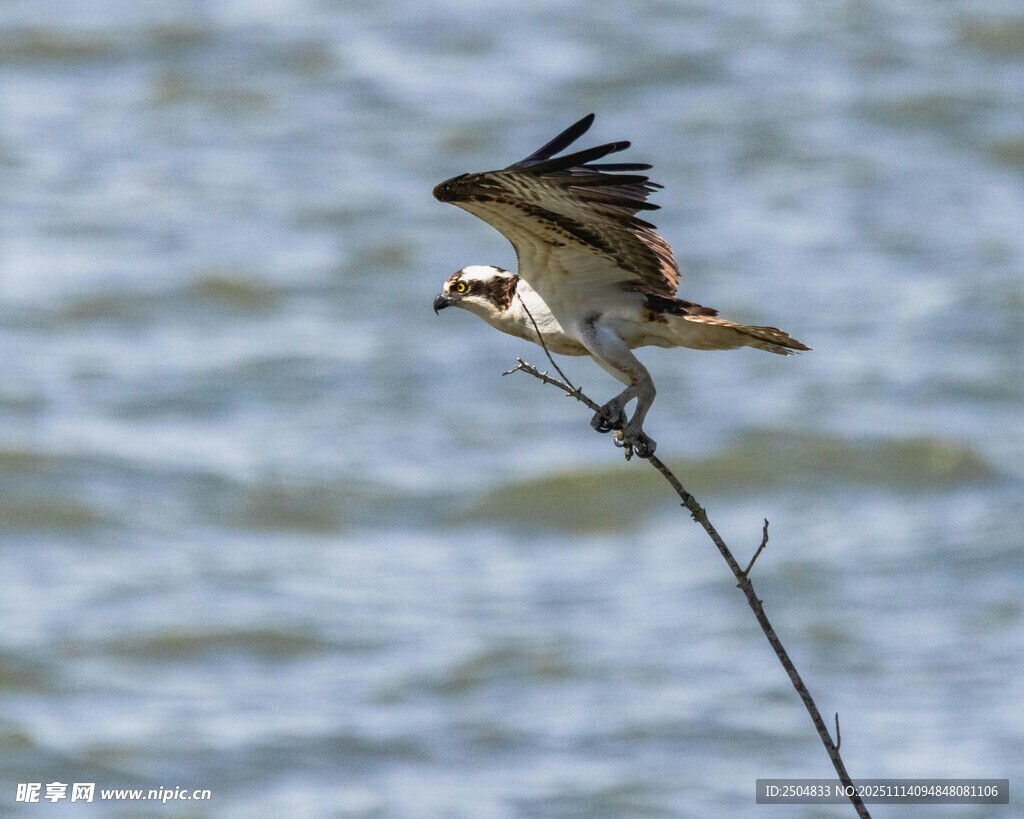 栖息枝头的鱼鹰