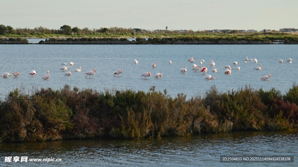 湖畔火烈鸟群栖息美景