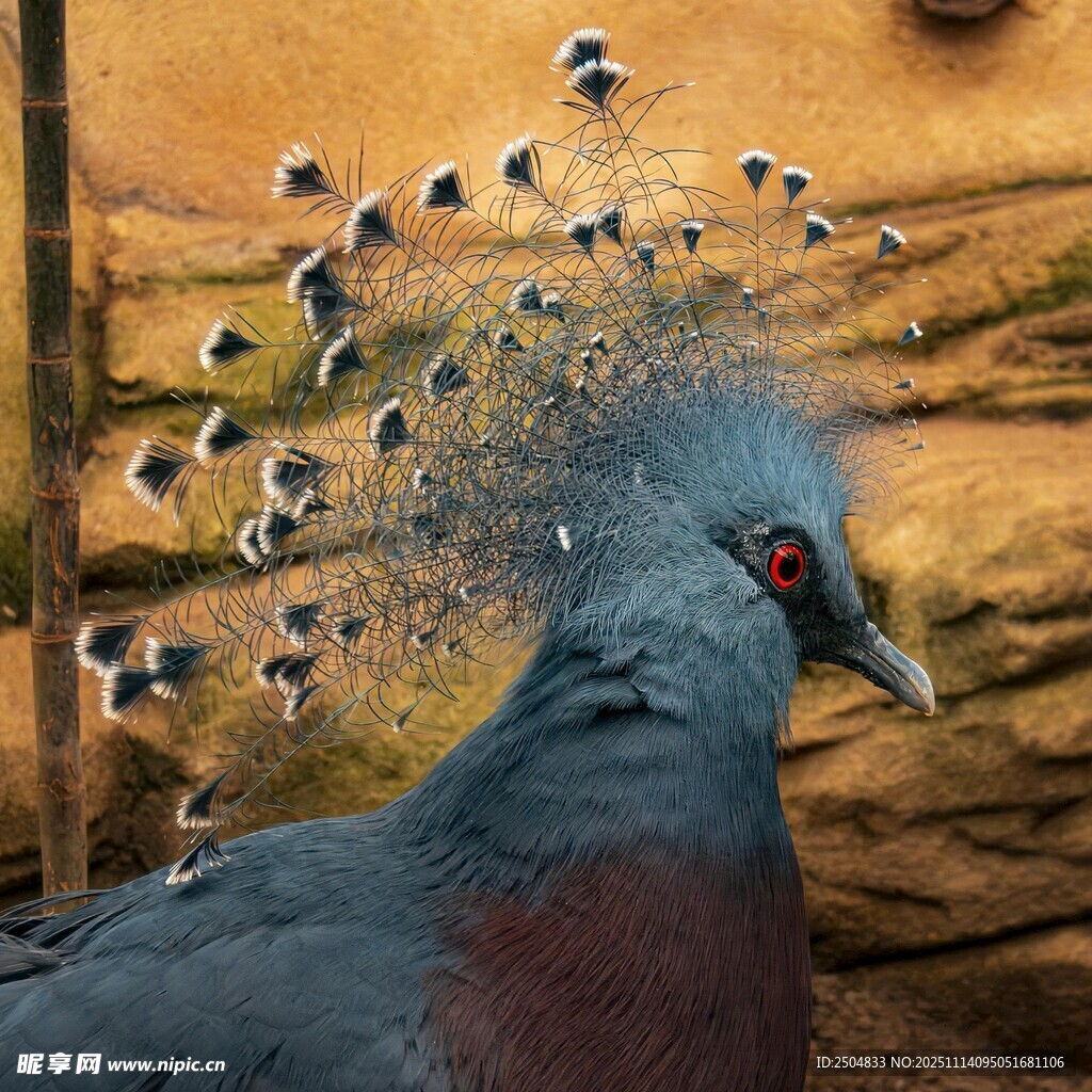 开屏的蓝紫色鸽子