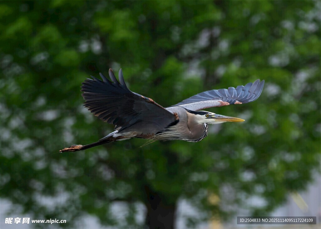 灰鹭展翅翱翔于绿树间