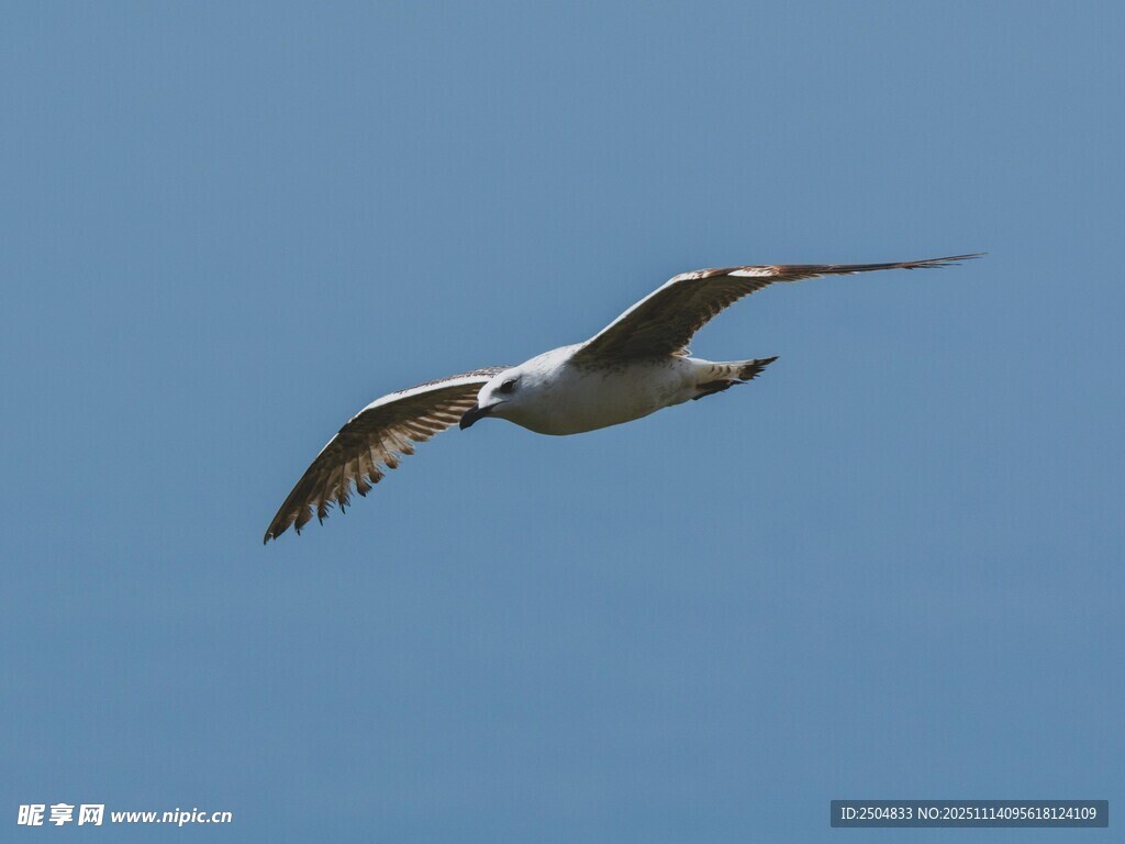 蓝天中翱翔的海鸥
