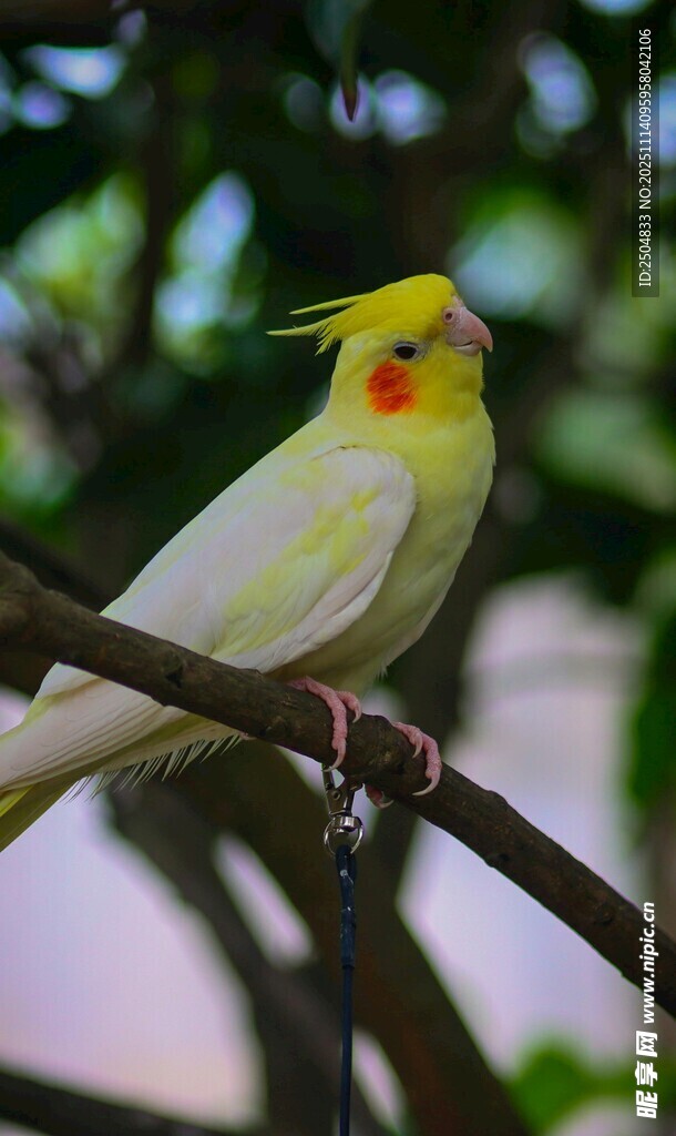 枝头黄白鹦鹉