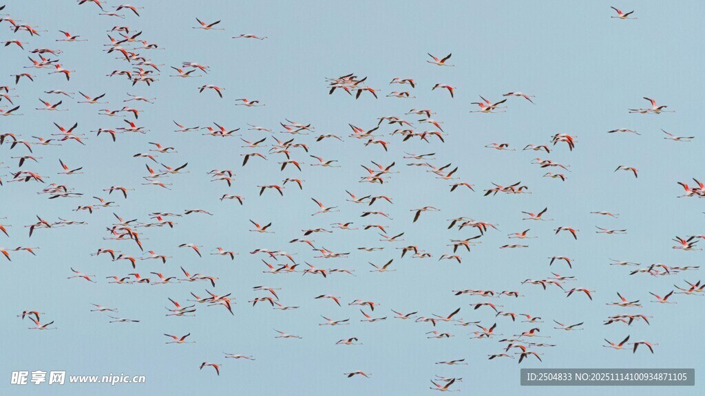 群鸟翱翔天际