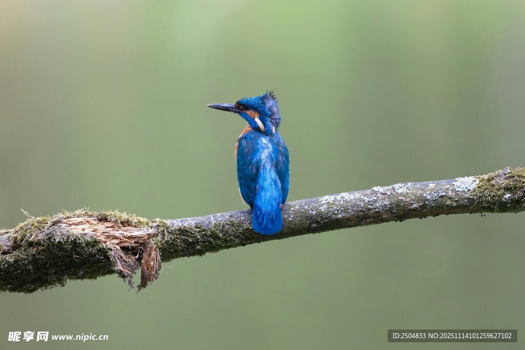 蓝色翠鸟栖息于枝头