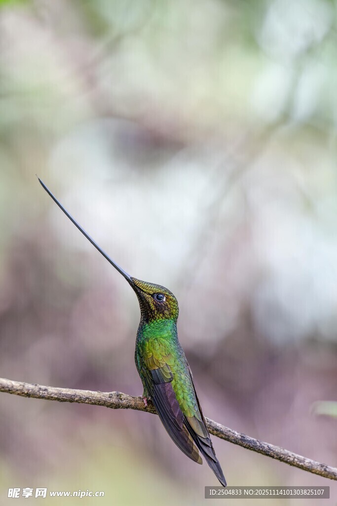 翠绿蜂鸟栖息于细枝上