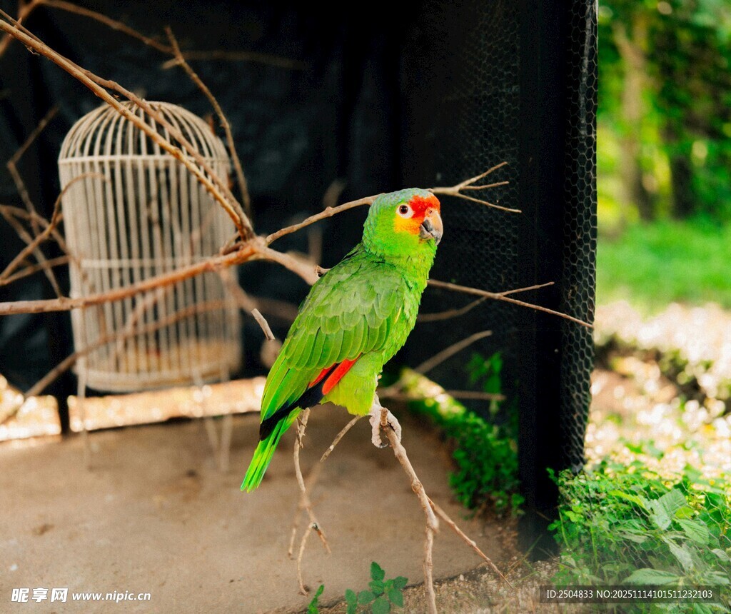 绿鹦鹉栖于枝 笼在旁