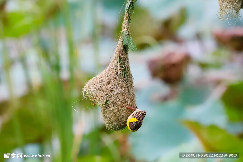 悬挂枝头的精致鸟巢与小鸟