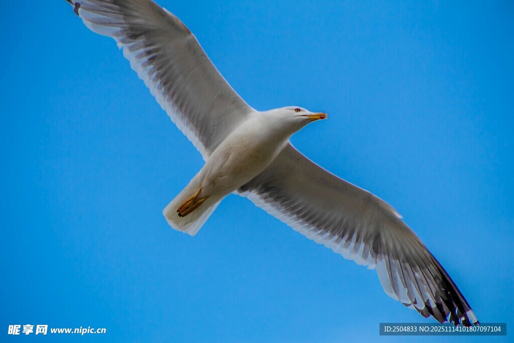 蓝天中翱翔的海鸥