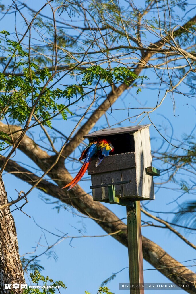 鸟儿栖息于树上鸟舍