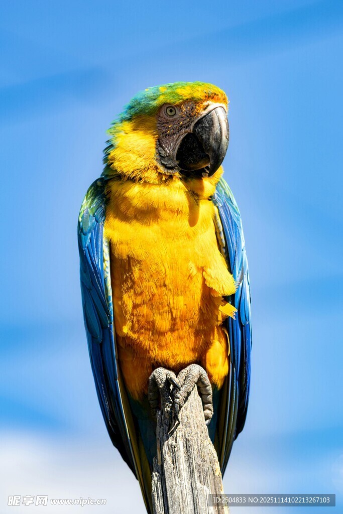 蓝黄鹦鹉立于枝头