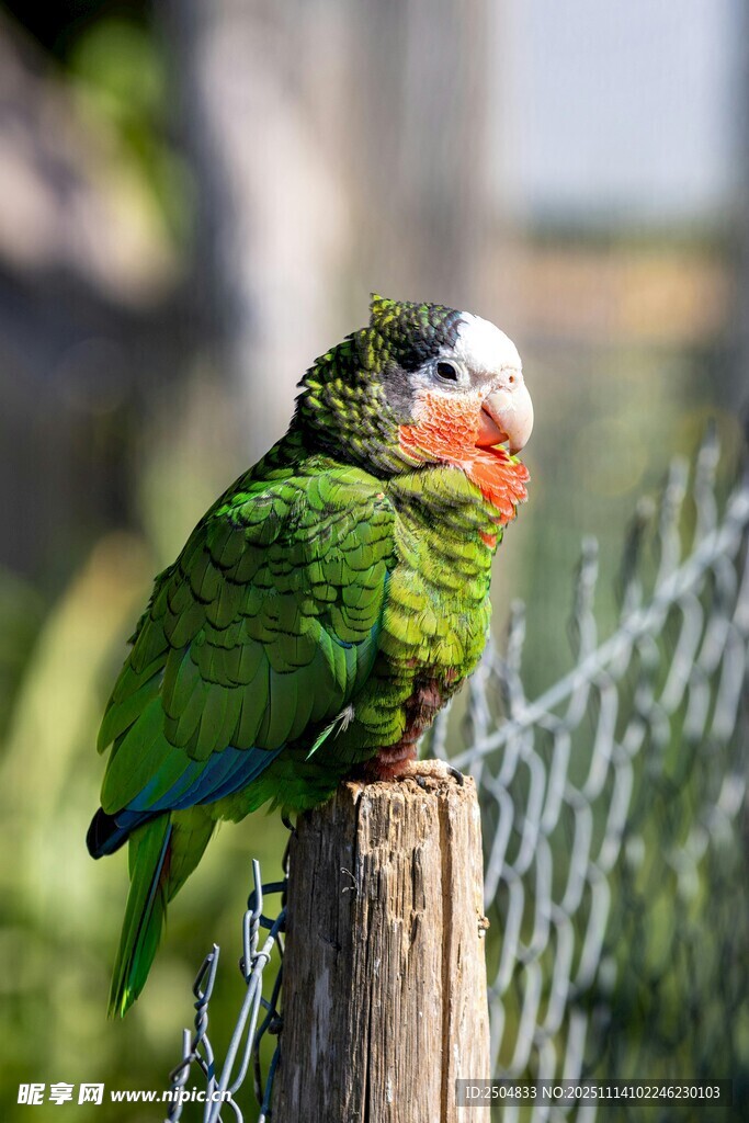 多彩鹦鹉立于木桩