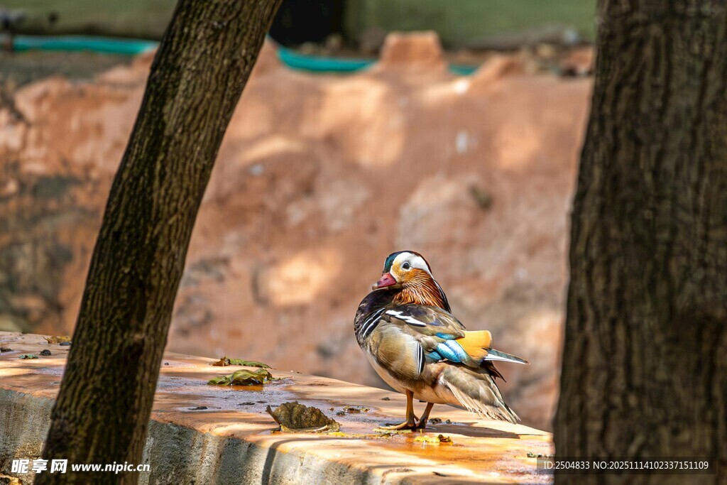 水边多彩鸳鸯休憩