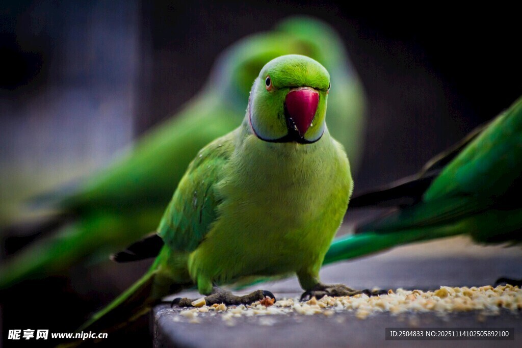 绿鹦鹉立于石上