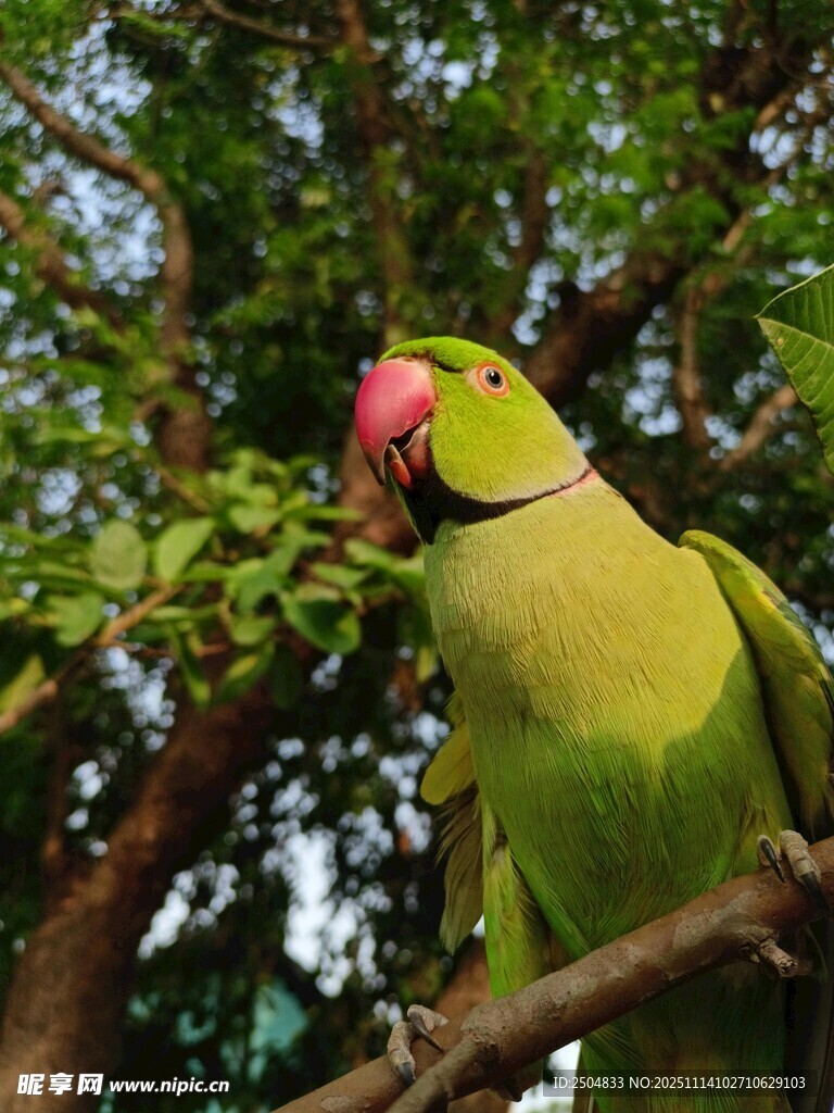 枝头绿鹦鹉
