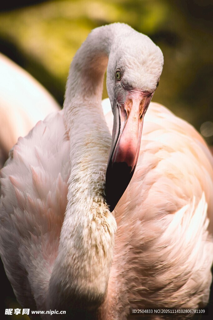 优雅火烈鸟特写