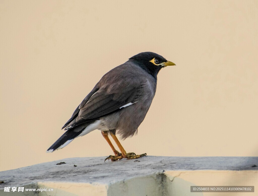 站在栏杆上的黑羽黄喙鸟
