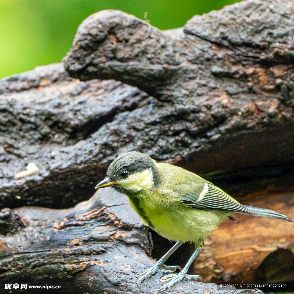 枝头小鸟 自然灵动瞬间