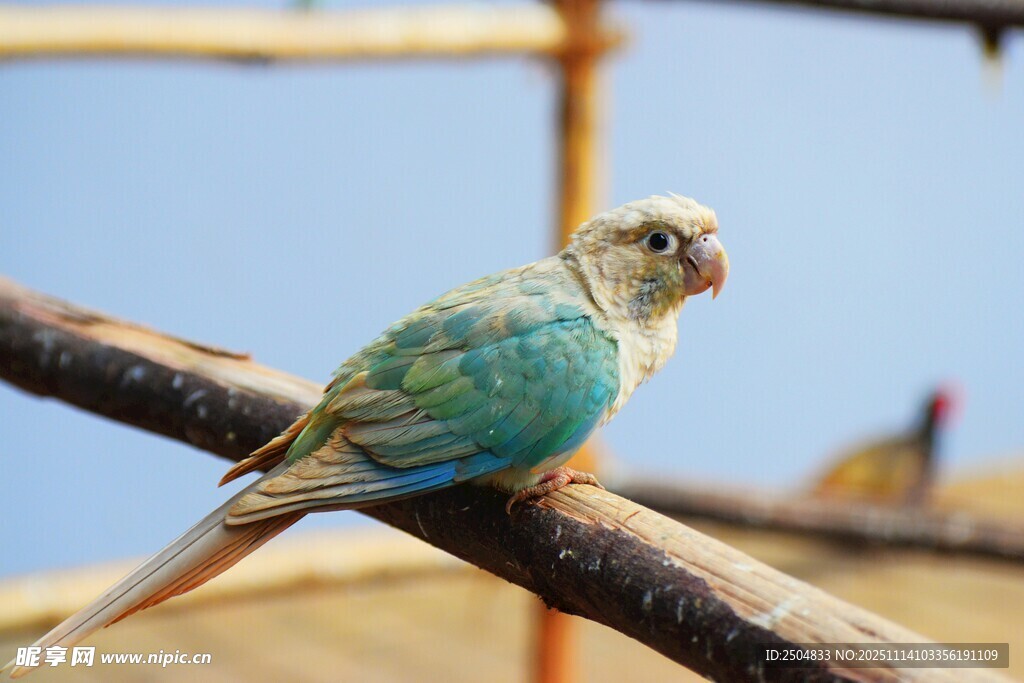 枝头的蓝绿色鹦鹉