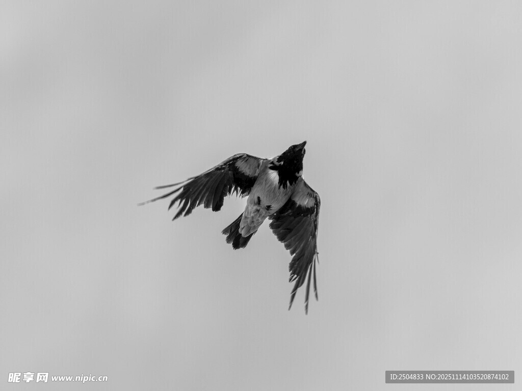 翱翔天际的黑鸟