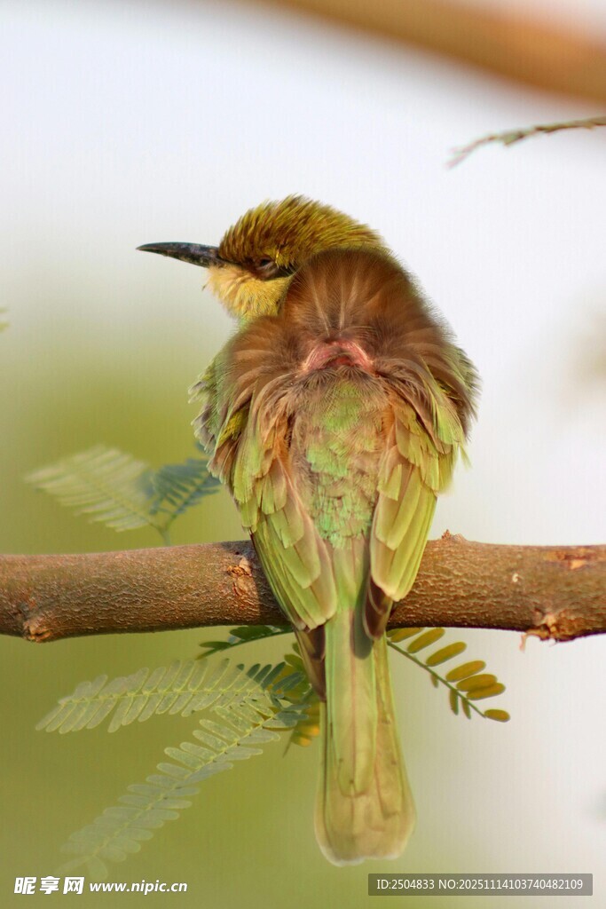 多彩小鸟栖息枝头