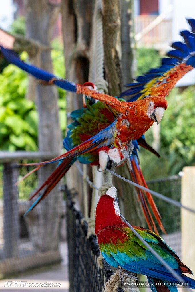 多彩鹦鹉枝头互动