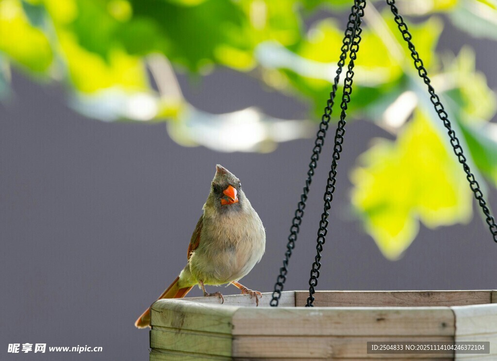 栖息于木台的鲜艳小鸟