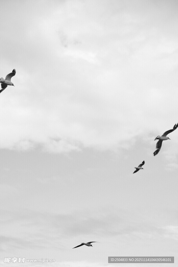 天空中飞翔的成群鸟儿