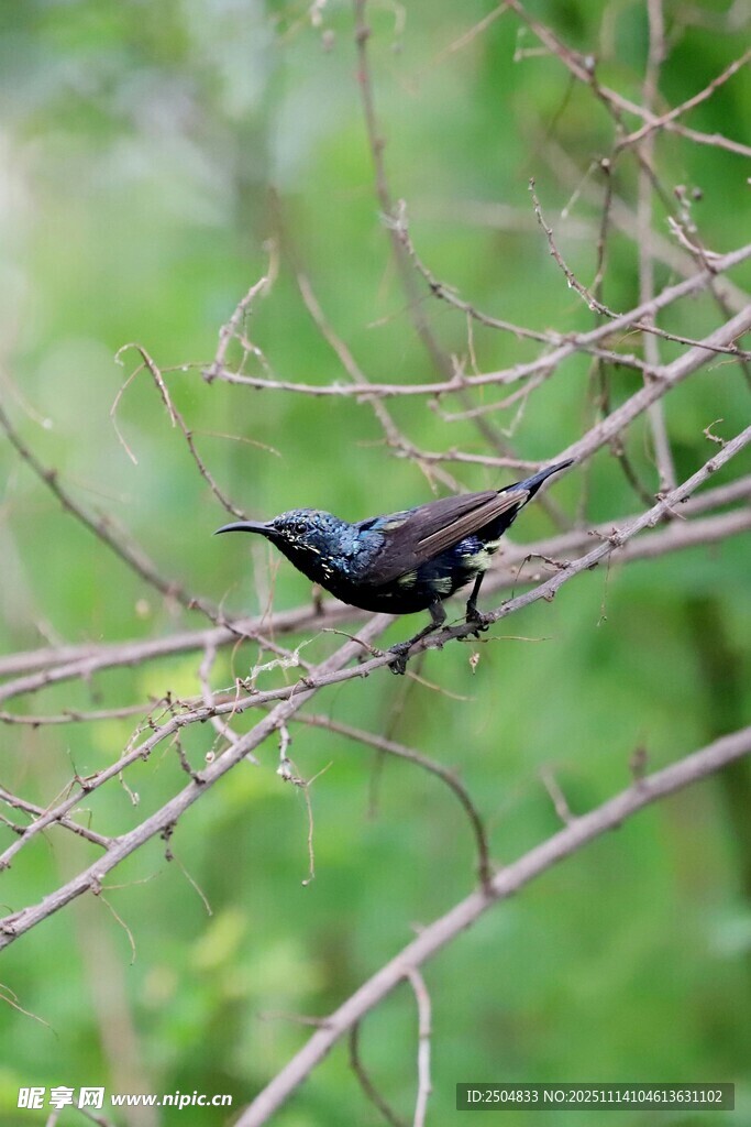 枝头栖息的黑色小鸟