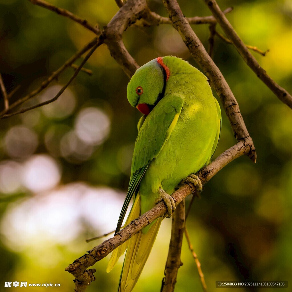 枝头休憩的翠绿鹦鹉
