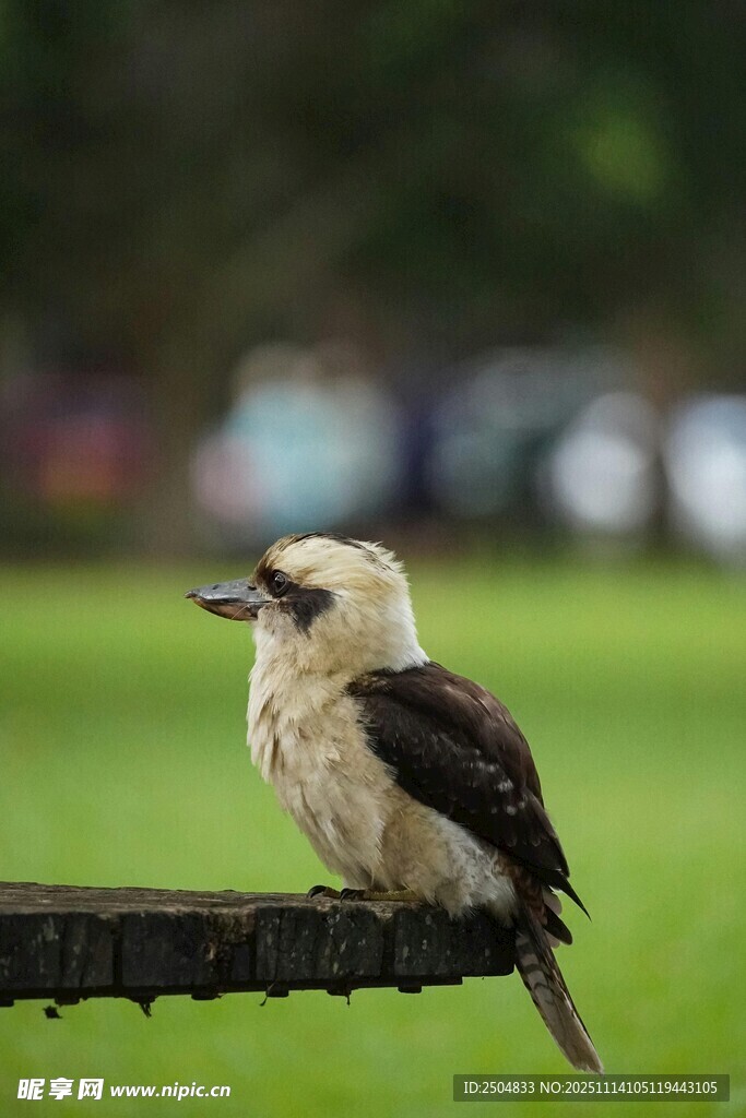 站在栏杆上的小鸟