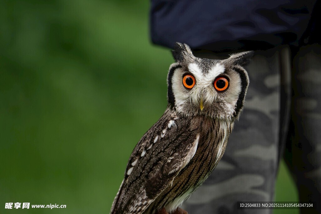 人与猫头鹰的亲密瞬间