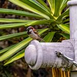 麻雀栖息于户外金属物件上