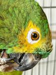 绿羽鹦鹉特写